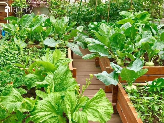 Chuyên gia trong lĩnh vực nhà vườn tại Hà Nội chia sẻ cách trồng rau đúng cách, đảm bảo nhà phố thoải mái rau sạch cho cả gia đình - Ảnh 2.