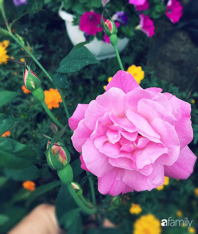 Không gian sống ngát hương bên khu vườn ngập tràn nắng ấm và rực rỡ sắc hoa ở Hà Nội - Ảnh 12.