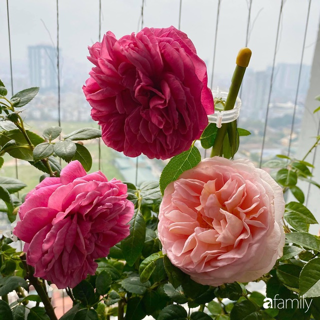 Mẹ Hà Nội chia sẻ bí quyết tự mua phụ kiện tạo nên vườn hồng đẹp mê ly ở ban công - Ảnh 12.