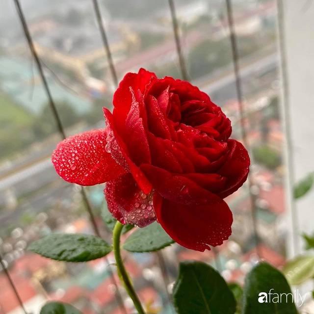 Mẹ Hà Nội chia sẻ bí quyết tự mua phụ kiện tạo nên vườn hồng đẹp mê ly ở ban công - Ảnh 13.