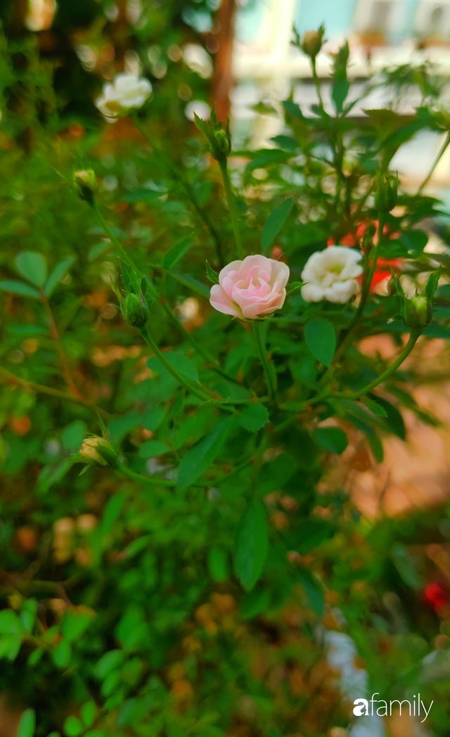 Ngôi nhà đẹp yên bình, lãng mạn nhờ người đàn ông đảm đang tự decor vườn và trồng đủ loại hồng ở Sài Gòn - Ảnh 35.