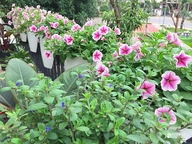 Không gian sống ngát hương bên khu vườn ngập tràn nắng ấm và rực rỡ sắc hoa ở Hà Nội - Ảnh 8.