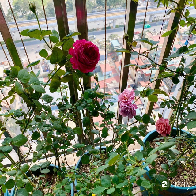 Mẹ Hà Nội chia sẻ bí quyết tự mua phụ kiện tạo nên vườn hồng đẹp mê ly ở ban công - Ảnh 10.