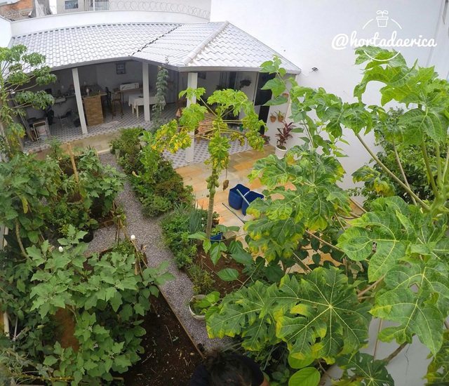 Vườn rau quả sạch tốt tươi rộng 32m² của nữ y tá đam mê trồng trọt - Ảnh 6.