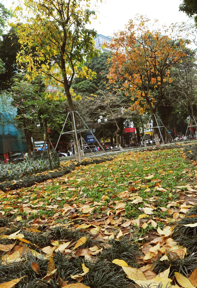 Những hàng cây rực rỡ lá vàng, lá đỏ trên đường phố Hà Nội - Ảnh 7.