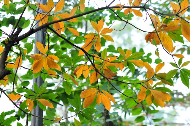 Những hàng cây rực rỡ lá vàng, lá đỏ trên đường phố Hà Nội - Ảnh 4.