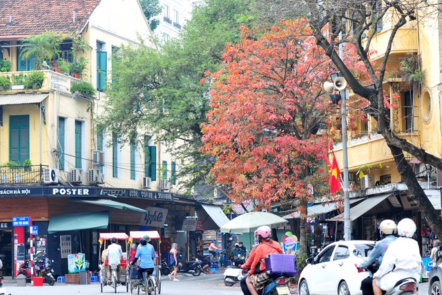 Những hàng cây rực rỡ lá vàng, lá đỏ trên đường phố Hà Nội - Ảnh 10.