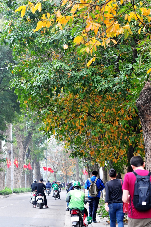 Những hàng cây rực rỡ lá vàng, lá đỏ trên đường phố Hà Nội - Ảnh 5.