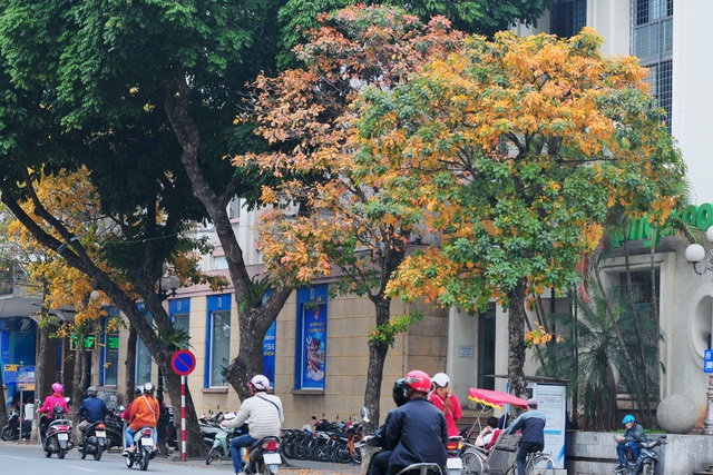 Những hàng cây rực rỡ lá vàng, lá đỏ trên đường phố Hà Nội - Ảnh 1.