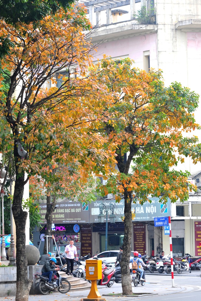 Những hàng cây rực rỡ lá vàng, lá đỏ trên đường phố Hà Nội - Ảnh 9.