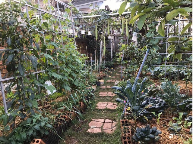 Vườn rau quả tốt tươi đủ loại giúp cả nhà quanh năm được thưởng thức đồ sạch ở Lâm Đồng - Ảnh 2.