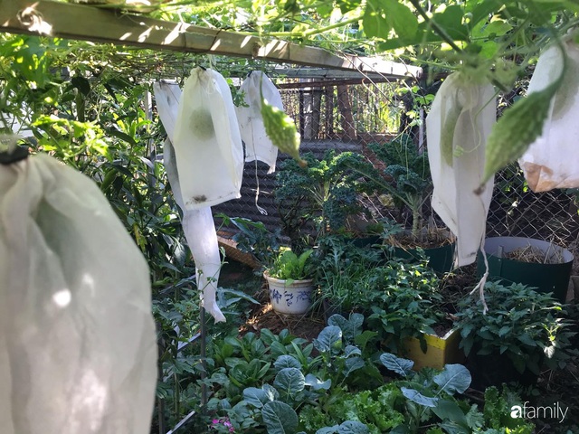 Vườn rau quả tốt tươi đủ loại giúp cả nhà quanh năm được thưởng thức đồ sạch ở Lâm Đồng - Ảnh 3.