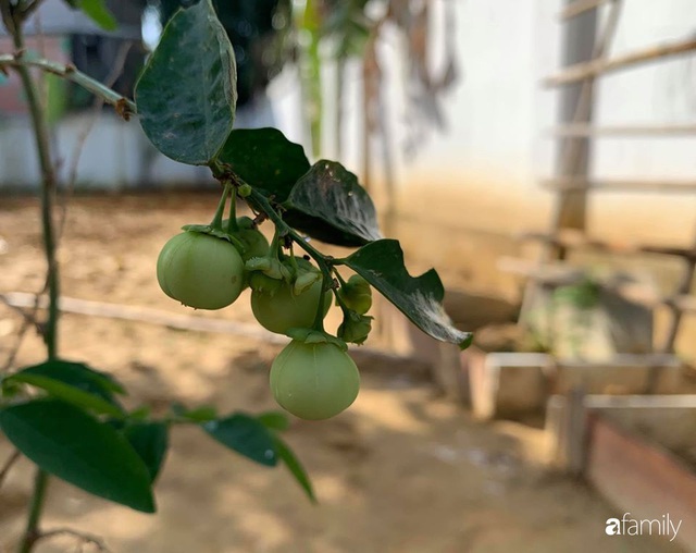 Ngôi nhà gần trăm năm tuổi bên cạnh khu vườn hoa hồng gói gọn những lặng lẽ, yên bình của xứ Huế mộng mơ - Ảnh 16.