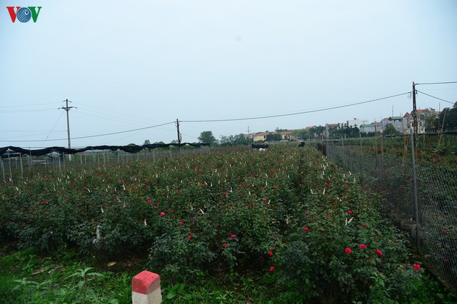 Cho phép mỗi gia đình ở Hạ Lôi có một người ra đồng thu hoạch hoa - Ảnh 2.