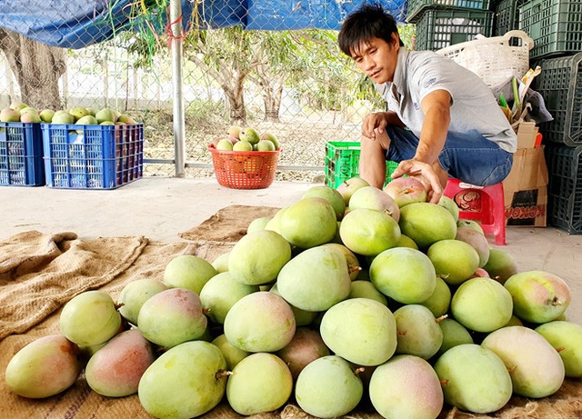 Xoài rớt giá khủng khiếp, rẻ hơn đi mua rau - Ảnh 2.