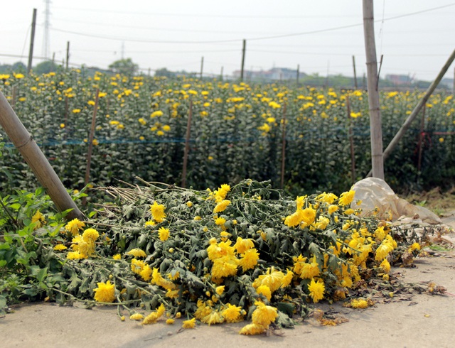 Không tìm được nơi tiêu thụ, nông dân Tây Tựu ngậm ngùi vứt bỏ hoa đầy ruộng - Ảnh 11.