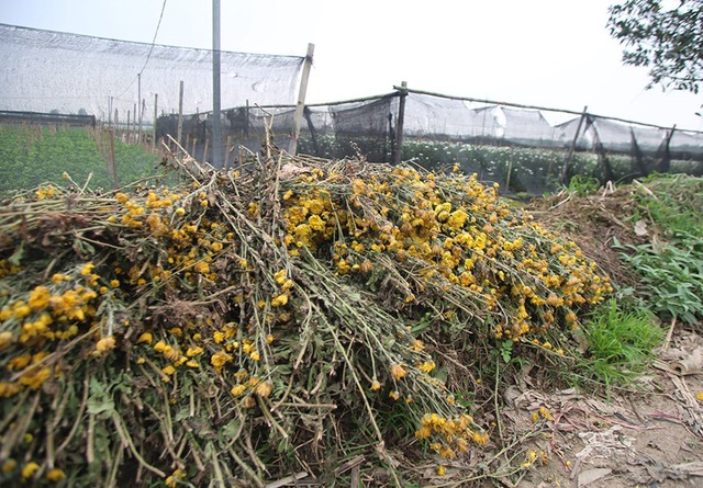 Không tìm được nơi tiêu thụ, nông dân Tây Tựu ngậm ngùi vứt bỏ hoa đầy ruộng - Ảnh 12.