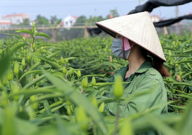 Không tìm được nơi tiêu thụ, nông dân Tây Tựu ngậm ngùi vứt bỏ hoa đầy ruộng - Ảnh 16.