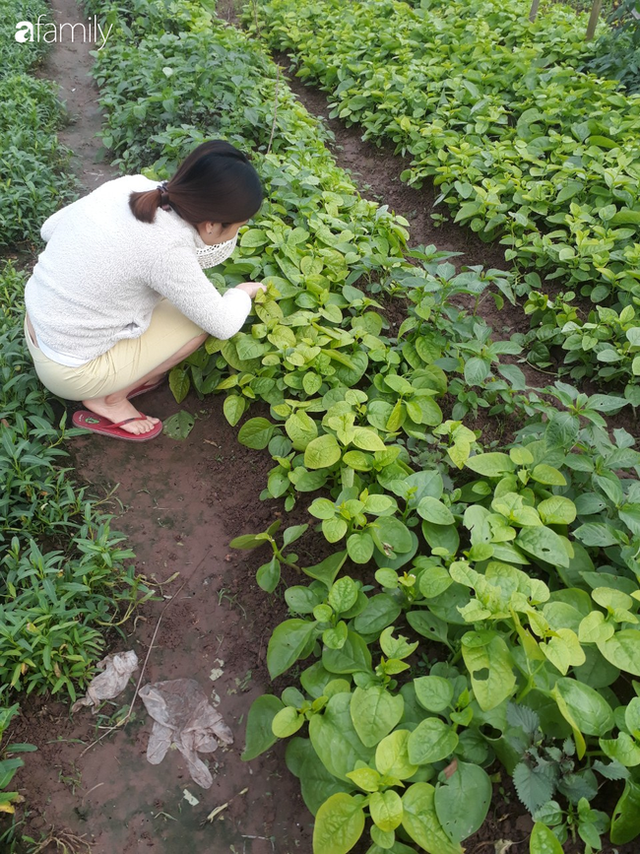 Thuê đất trồng rau nuôi gà trên sân thượng, mẹ đảm Hà Nội tiêu không quá 1,5 triệu/tháng tiền chợ - Ảnh 6.