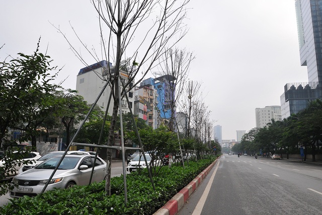 Hàng cây phong lá đỏ đường Trần Duy Hưng, Nguyễn Chí Thanh khô cằn, xơ xác đến thảm hại - Ảnh 5.