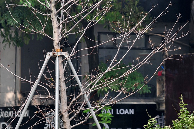 Hàng cây phong lá đỏ đường Trần Duy Hưng, Nguyễn Chí Thanh khô cằn, xơ xác đến thảm hại - Ảnh 7.