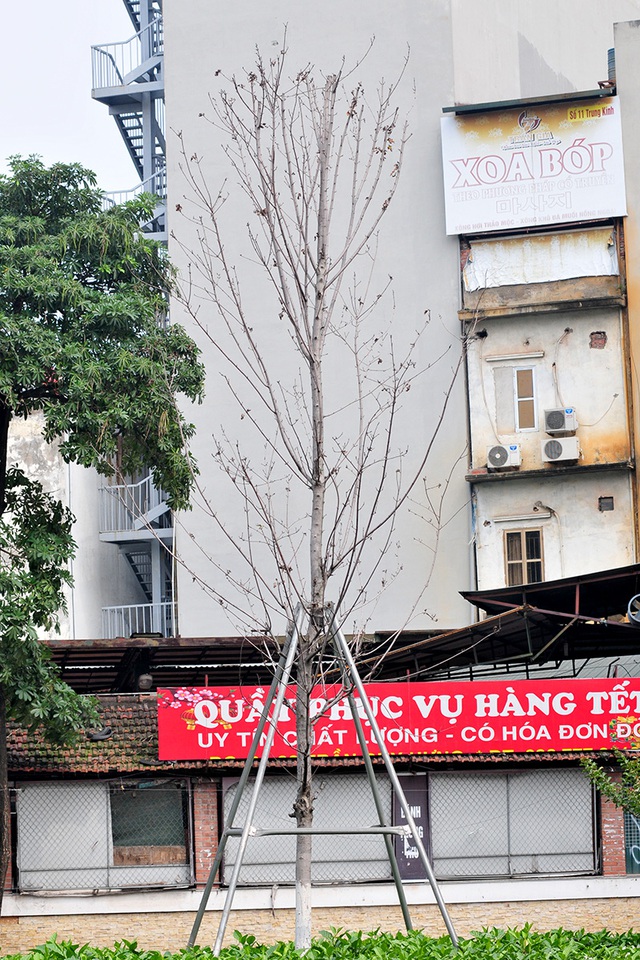 Hàng cây phong lá đỏ đường Trần Duy Hưng, Nguyễn Chí Thanh khô cằn, xơ xác đến thảm hại - Ảnh 4.