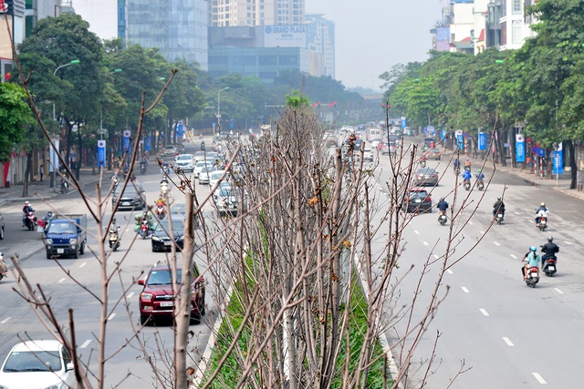 Hàng cây phong lá đỏ đường Trần Duy Hưng, Nguyễn Chí Thanh khô cằn, xơ xác đến thảm hại - Ảnh 10.