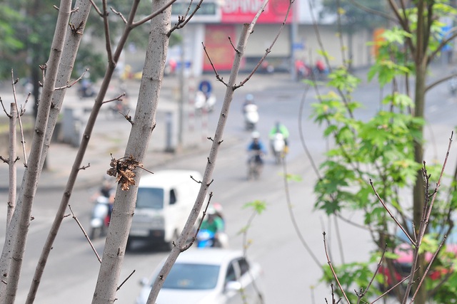 Hàng cây phong lá đỏ đường Trần Duy Hưng, Nguyễn Chí Thanh khô cằn, xơ xác đến thảm hại - Ảnh 11.