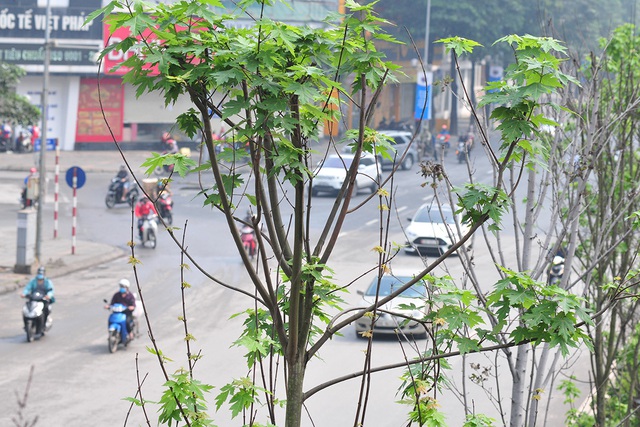 Hàng cây phong lá đỏ đường Trần Duy Hưng, Nguyễn Chí Thanh khô cằn, xơ xác đến thảm hại - Ảnh 12.