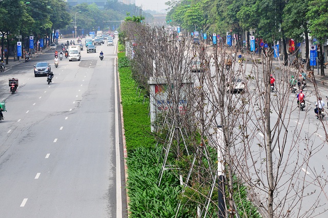 Hàng cây phong lá đỏ đường Trần Duy Hưng, Nguyễn Chí Thanh khô cằn, xơ xác đến thảm hại - Ảnh 9.