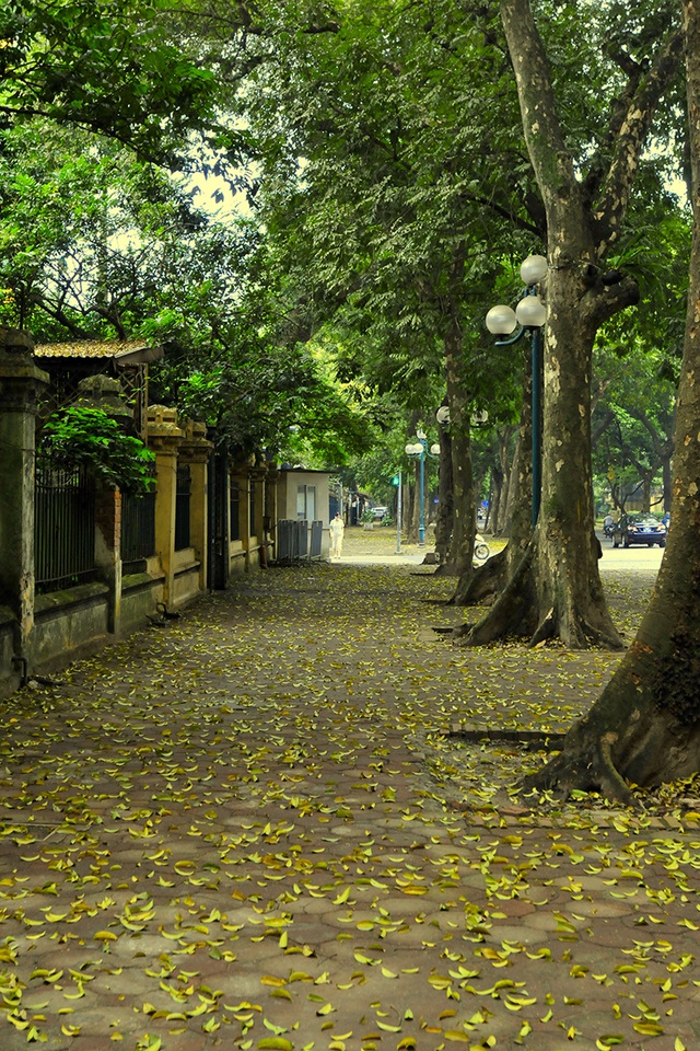 Ngắm vẻ đẹp tĩnh lặng của con đường phủ lá vàng Phan Đình Phùng khi Hà Nội giãn cách xã hội - Ảnh 5.