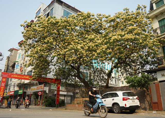 Mục sở thị cây hoa bún duy nhất có tuổi thọ 300 năm tuổi nở hoa đẹp nao lòng giữa Hà Nội - Ảnh 2.