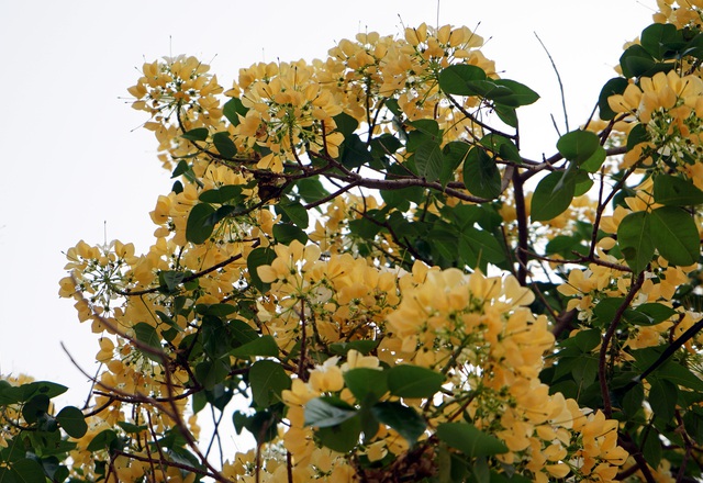 Mục sở thị cây hoa bún duy nhất có tuổi thọ 300 năm tuổi nở hoa đẹp nao lòng giữa Hà Nội - Ảnh 9.