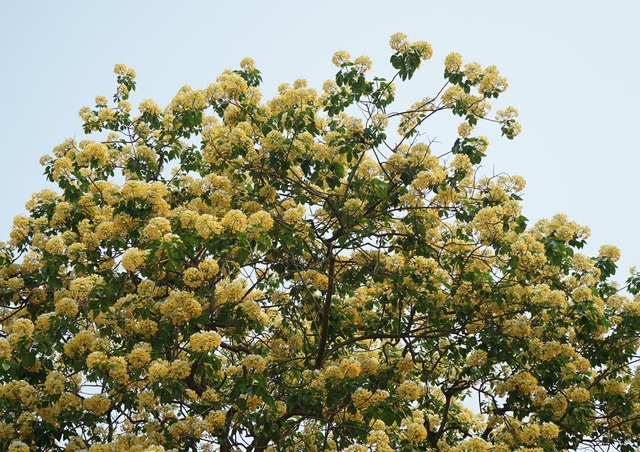 Mục sở thị cây hoa bún duy nhất có tuổi thọ 300 năm tuổi nở hoa đẹp nao lòng giữa Hà Nội - Ảnh 7.