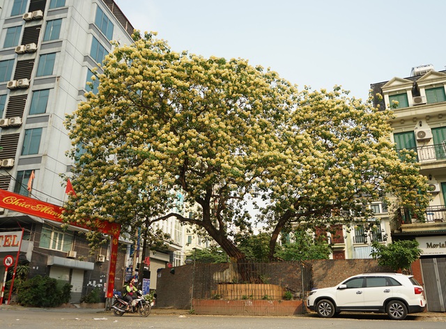 Mục sở thị cây hoa bún duy nhất có tuổi thọ 300 năm tuổi nở hoa đẹp nao lòng giữa Hà Nội - Ảnh 17.