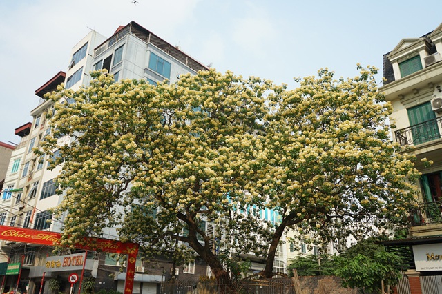 Mục sở thị cây hoa bún duy nhất có tuổi thọ 300 năm tuổi nở hoa đẹp nao lòng giữa Hà Nội - Ảnh 3.