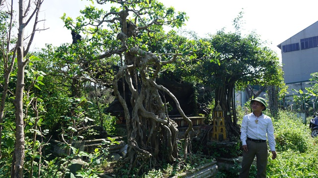 Khu vườn bỏ hoang toàn siêu cây bạc tỷ của đại gia nức tiếng một thời - Ảnh 11.