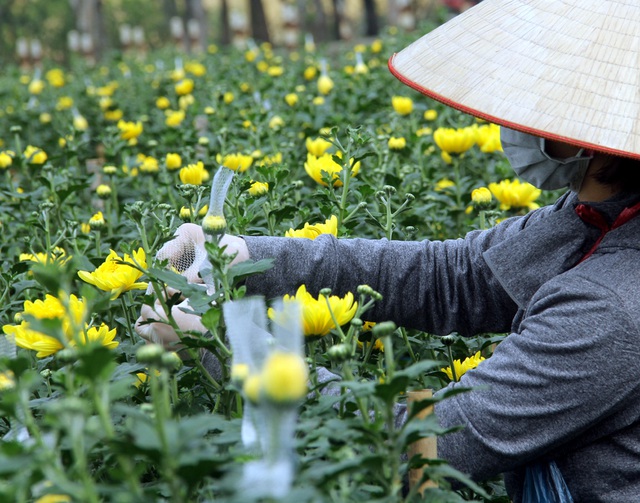 Hà Nội: Hoa tươi rẻ chạm đáy, nhiều nông dân Tây Tựu thua lỗ - Ảnh 1.