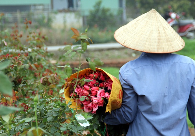 Hà Nội: Hoa tươi rẻ chạm đáy, nhiều nông dân Tây Tựu thua lỗ - Ảnh 3.