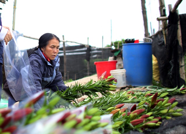 Hà Nội: Hoa tươi rẻ chạm đáy, nhiều nông dân Tây Tựu thua lỗ - Ảnh 5.