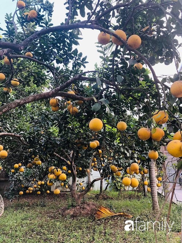 Bỏ nhà phố, cặp vợ chồng trẻ an nhiên với ngôi nhà bên vườn cây, ao cá tại Gia Lâm, Hà Nội - Ảnh 11.