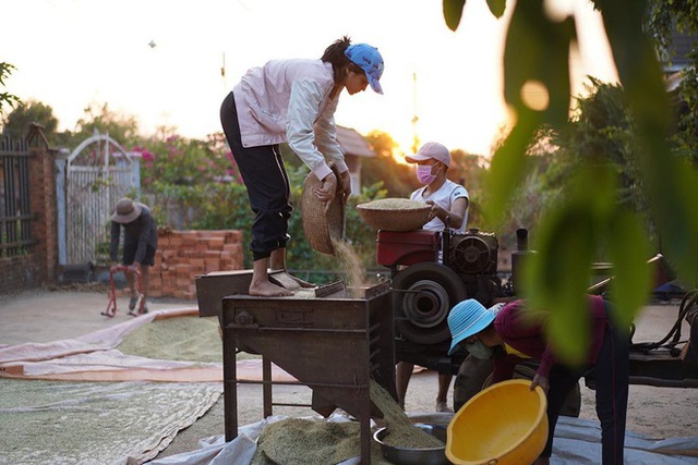 Sao Việt về quê gặt lúa, chăn trâu mùa dịch - Ảnh 1.