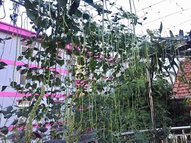 Mẹ đảm mát tay trồng đủ loại cây trái tốt tươi trên sân thượng ở Hà Nội - Ảnh 2.