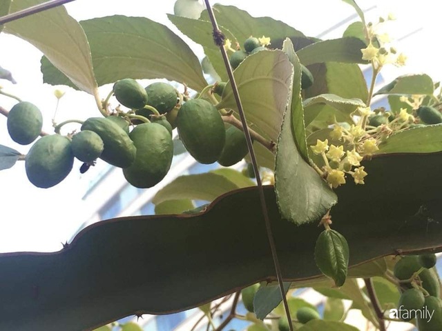 Mẹ đảm mát tay trồng đủ loại cây trái tốt tươi trên sân thượng ở Hà Nội - Ảnh 15.