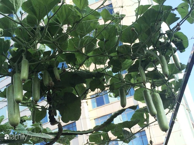 Mẹ đảm mát tay trồng đủ loại cây trái tốt tươi trên sân thượng ở Hà Nội - Ảnh 8.