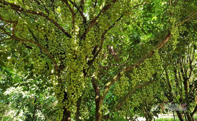 M&ecirc; mẩn vườn d&acirc;u lớn nhất miền T&acirc;y, tr&aacute;i k&iacute;n đặc từ gốc đến ngọn - Ảnh 2.