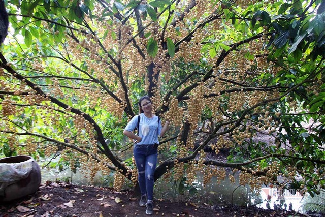 M&ecirc; mẩn vườn d&acirc;u lớn nhất miền T&acirc;y, tr&aacute;i k&iacute;n đặc từ gốc đến ngọn - Ảnh 19.