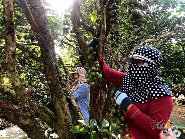 Mê mẩn vườn dâu lớn nhất miền Tây, trái kín đặc từ gốc đến ngọn - Ảnh 22.