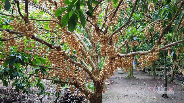 M&ecirc; mẩn vườn d&acirc;u lớn nhất miền T&acirc;y, tr&aacute;i k&iacute;n đặc từ gốc đến ngọn - Ảnh 4.