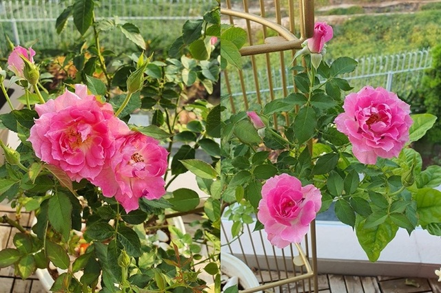 Vườn hoa hồng, hoa sen của Vũ Thu Phương - Ảnh 4.